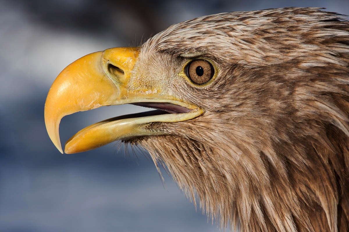 lofoten white-tailed eagle